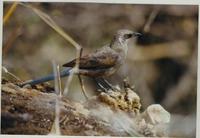 Image of: Lamprotornis unicolor (ashy starling)