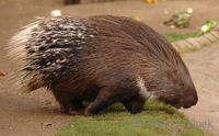 Hystrix indica - Indian Crested Porcupine