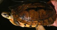 Image of: Cuora trifasciata (Chinese three-striped box turtle)
