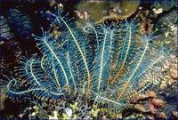 Image of: Crinoidea (feather stars and sea lillies)