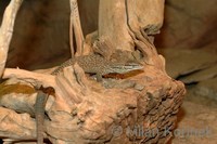 Varanus acanthurus - Ridge-tailed Monitor