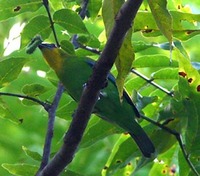 Yellow-throated Leafbird - Chloropsis palawanensis