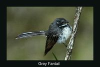 Grey Fantail