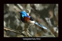 Variegated Fairy-wren