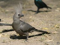 Gray Go-away-bird - Corythaixoides concolor