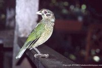 Spotted Catbird - Ailuroedus melanotis