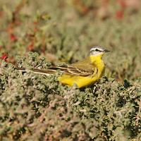 Sykes's Wagtail