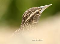 Long-tailed Meadowlark: female