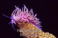Seaslug , Flabellina affinis , Mediterranean Sea stock photo