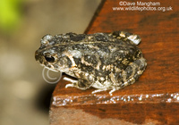 : Bufo sp.; Toad