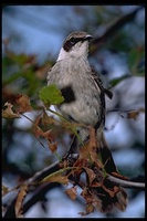 : Nesomimus parvulus; Galapagos Mockingbird