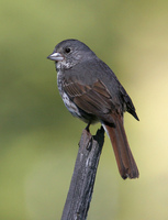 : Passerella iliaca megarhyncha; Thick-billed Fox Sparrow