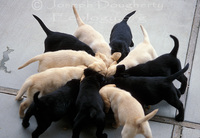 : Canis familiaris; Labrador Puppies