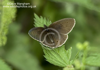 : Aphantopus hyperantus; Ringlet Butterfly