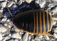 : Aptera fusca
