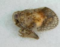 : Atylana sp.
