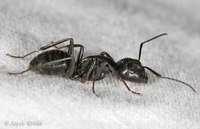 : Camponotus sp.; Carpenter Ant