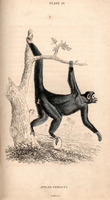 Black spider monkey (Ateles paniscus)