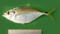 Chloroscombrus orqueta, Pacific bumper: fisheries