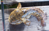Opsanus beta, Gulf toadfish: