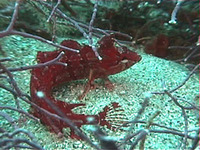 Gibbonsia montereyensis, Crevice kelpfish: