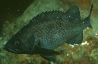 Sebastes ciliatus, Dusky rockfish: fisheries, gamefish