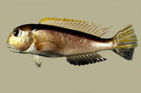 Branchiostegus auratus, : fisheries