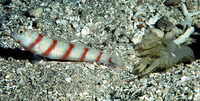 Amblyeleotris fasciata, Red-banded prawn-goby: aquarium
