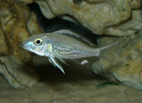 Callochromis pleurospilus, : aquarium