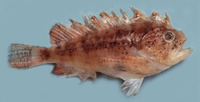Cottapistus cottoides, Marbled stingfish: