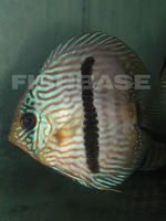 Symphysodon discus, Red discus: aquarium