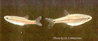 Aphyocypris lini, Garnet minnow: aquarium