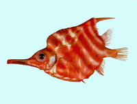 Centriscops humerosus, Banded yellowfish:
