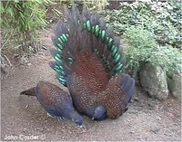 Mountain Peacock-Pheasant Polyplectron inopinatum