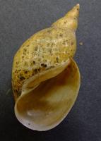 Lymnaea stagnalis - Swamp Lymnaea