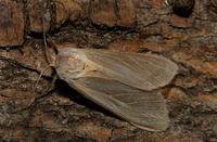 Image of: Euchaetes egle (milkweed tussock moth)