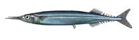 Image of: Scomberesox saurus (Atlantic saury)