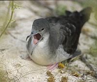 Wedge-tailed Shearwater (Puffinus pacificus) photo