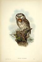 Richter after Gould Tengmalm's Owl (Nyctale Tengmalmi)