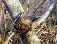 : Polypedates megacephalus; Brown Treefrog