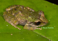 : Pristimantis paululus