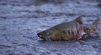 : Oncorhynchus keta; Chum Salmon