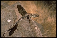: Uta stansburiana elegans; California Side-blotched Lizard
