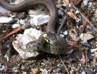 : Zamensis longissimus; Aesculapian Snake