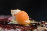 : Amphissa versicolor; Variegate Amphissa
