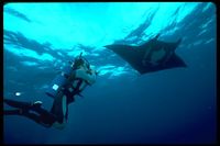 : Manta birostris; Giant Pacific Manta Ray