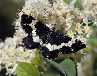 : Rheumaptera subhastata; White-banded Black Moth