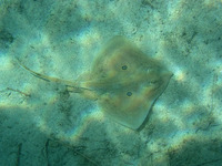Raja miraletus, Brown ray: fisheries, gamefish