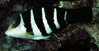 Hemigymnus fasciatus, Barred thicklip: fisheries, aquarium