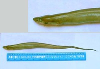 Uroconger lepturus, Slender conger: fisheries